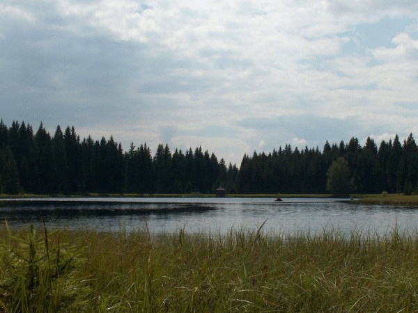 Teiche
